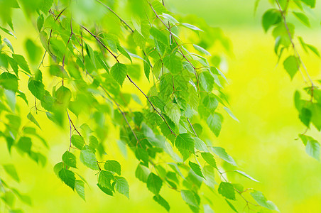 叶子生长宏观树叶植物学植物群季节脆弱性天空植物花园图片