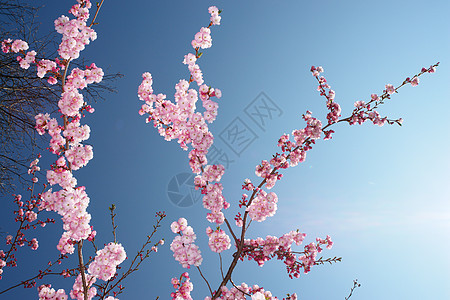 粉红树树枝晴天蓝色生长季节园艺花园花瓣公园植物园图片