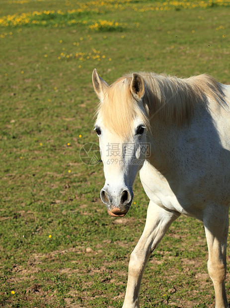 一匹年轻的白马在草地上的肖像马术动物荒野农场良种场地鬃毛太阳晴天头发图片