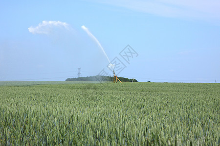 夏季小麦田用水量农场压力农田资源洒水器栽培灌溉农业土地食物图片