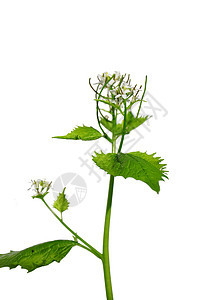 Garlic 芥子酱植物植物群叶柄草本植物白色荒野图片