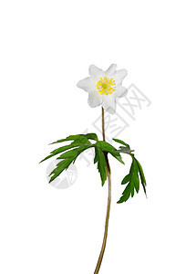 苯甲胺纳莫罗萨植物群白色荒野植物草本植物图片