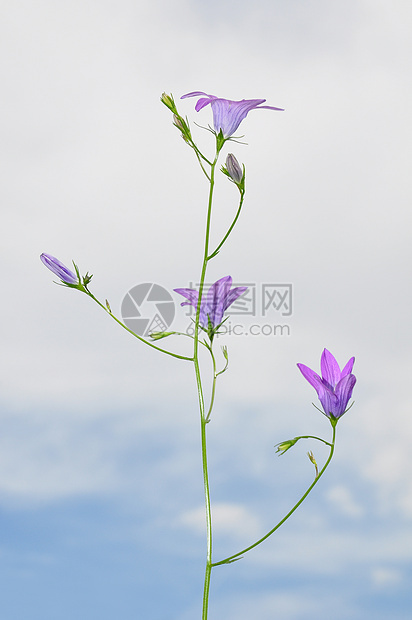 散开的钟花植物铃草植物群荒野紫色天空草本植物图片