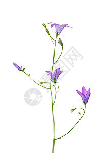 散开的钟花紫色植物群植物荒野草本植物铃草背景图片