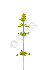 交叉黄色草本植物白色蟾蜍植物群荒野植物十字形背景图片