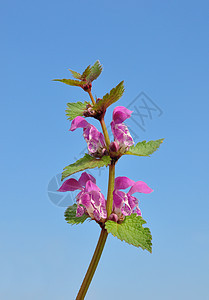 白斑死虫荒野唇形科植物群斑点红色紫色天空草本植物植物蓝色图片