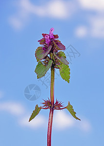 红死弹紫色荒野唇形科植物植物群天空红色蓝色草本植物图片