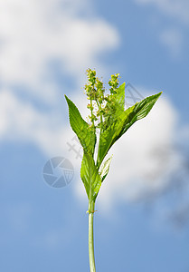 狗的汞荒野植物群小狗植物水银天空图片