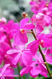 紫兰花花瓣风格兰花叶子植物学礼物花园植物装饰异国图片