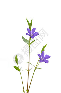 较少温卡未成年人白色荒野草本植物植物植物群蓝色紫色图片
