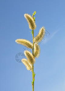 柳花天空植物荒野蓝色植物群黄色图片