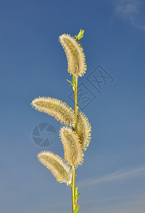 柳花植物群黄色天空荒野蓝色植物图片