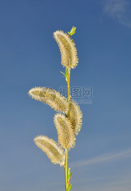 柳花植物群黄色天空荒野蓝色植物图片
