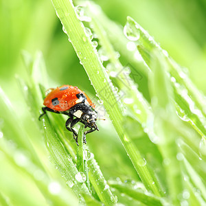 草地上的虫动物宏观积分季节场地叶子野生动物瓢虫昆虫植物图片