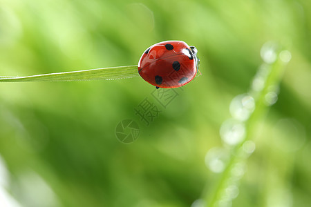 草地上的虫野生动物甲虫植物花园瓢虫宏观叶子动物女士季节图片