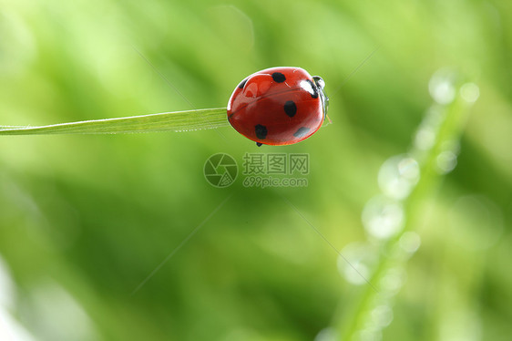 草地上的虫野生动物甲虫植物花园瓢虫宏观叶子动物女士季节图片