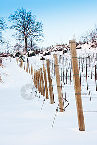 托斯卡纳 冬天的酒厂场地国家时间休息水果酿酒师植物农村农产品丘陵图片