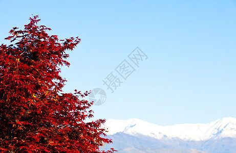 有阿尔卑斯背景的红树顶峰晴天生态季节天空阳光太阳风景冰川假期图片