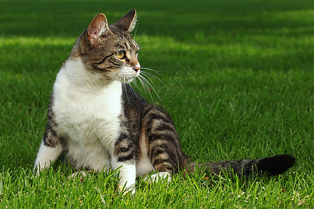 猫在草地上玩户外游戏绿色小猫猫咪虎斑毛皮姿势条纹场地花园宠物图片