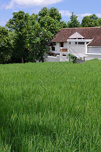 稻田和农庄图片