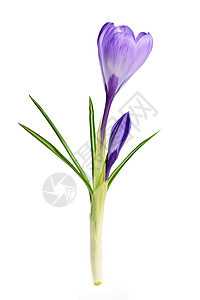 春花花绿色生长花瓣花朵白色紫色树叶植物图片