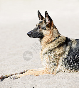 德国牧羊犬在海滩上犬类说谎牧羊人检索海岸衣领动物小狗宠物支撑图片