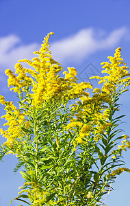 黄金种植园植物野花天空荒野绿色蓝色杂草花粉花朵豚草图片