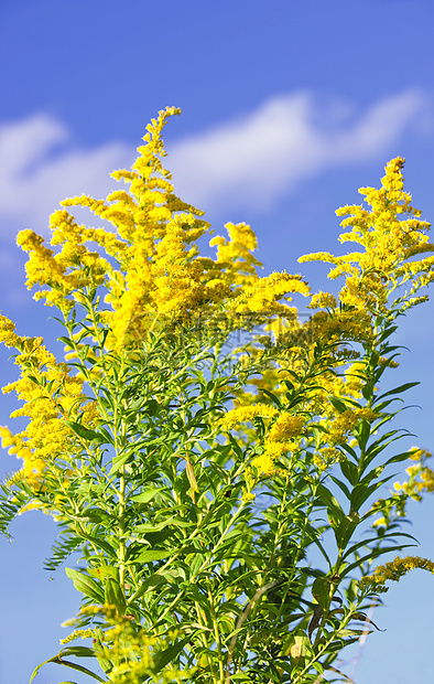 黄金种植园植物野花天空荒野绿色蓝色杂草花粉花朵豚草图片