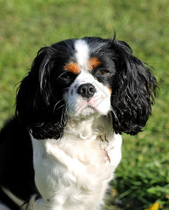 查尔斯斯帕尼尔狗猎犬白色黑色绿色棕色宠物图片