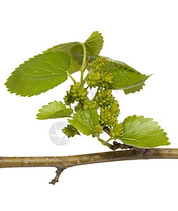木浆莓水果枝条叶子宏观植物绿色图片