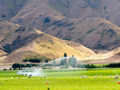 在新西兰奥塔戈中部地区灌溉的平地牧场动物环境栅栏山脉褶皱家畜畜牧业洒水器配种农业图片