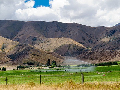 在新西兰奥塔戈中部地区灌溉的平地牧场畜牧业栅栏环境生长农业山脉动物洒水器奶牛农场图片