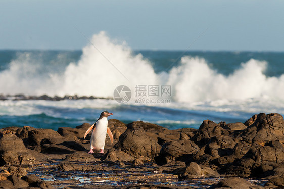 成年NZ黄眼企鹅或岸上的Hoiho海洋腹部生态环境羽毛鸟类学野生动物眼睛荒野捕食者图片