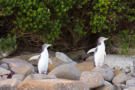 少年NZ 黄眼企鹅或海滨的Hoiho黄眼睛海滩生态脚蹼腹部捕食者海洋鸟类学动物海鸟图片