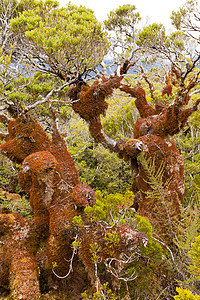 新西兰弗约尔德兰NP和新西兰公园下雨魔法山林气氛原始森林处女树木国家雨林图片
