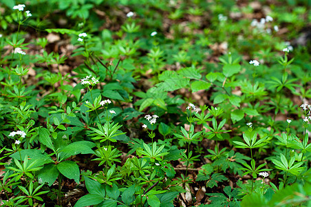 Woodruffe白花花芳香花园先驱香气草本植物空间民众玉竹香味植物群图片