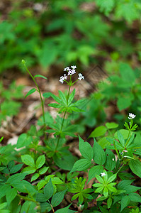 Woodruffe白花花民众荒野森林玉竹空间植物群植物星星地毯香味图片