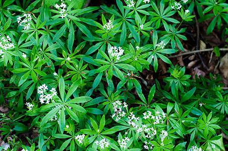 Woodruffe白花花植物学地面民众叶子香味植物群芳香荒野先驱花园图片