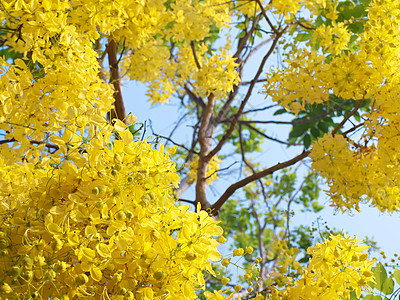 金雨花瘘管国家风格叶子花瓣植物群热带植物学花束花园图片