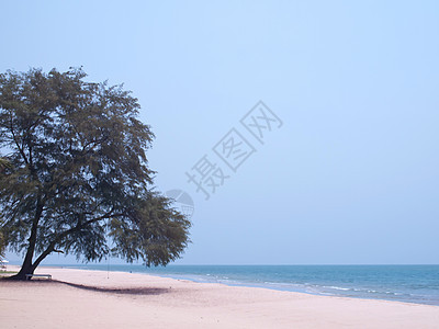 孤独的松树晴天天空风景支撑旅游旅行热带地平线假期海洋图片