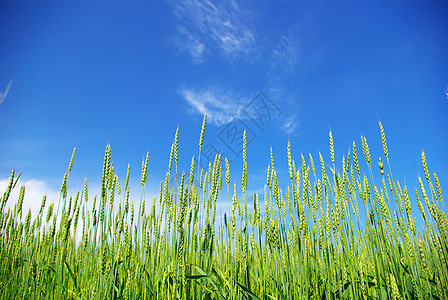 小麦粮食种子农场植物收成稻草生产场地尖刺蓝色图片