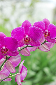 兰花异国生长阳光宏观热带脆弱性花瓣情调紫色植物学背景图片