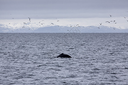Humback 鲸鱼吸虫海洋野生动物濒危生物哺乳动物鸟类座头鲸旅游多样性图片