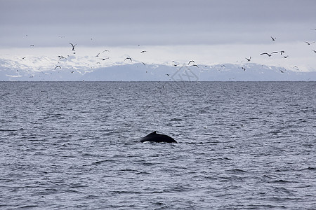 Humback 鲸鱼吸虫海洋野生动物濒危生物哺乳动物鸟类座头鲸旅游多样性图片