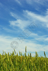 夏季玉米植物生产种子场地蓝色生长农民面包黄色粮食图片