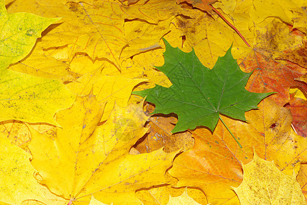 秋秋叶叶子圆形框架边界绿色橙子花园白色曲线季节图片