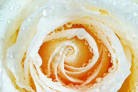 带有玫瑰的滴子飞沫液体环境生长叶子花瓣宏观水分图片