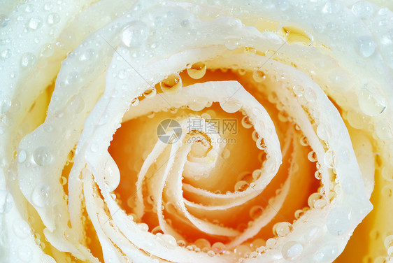 带有玫瑰的滴子飞沫液体环境生长叶子花瓣宏观水分图片
