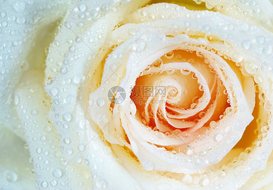 白玫瑰花宏观叶子液体环境玫瑰生长飞沫水分花瓣图片