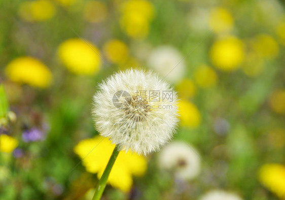 花层蓝色花园概念愿望天空明信片过敏绿色图片